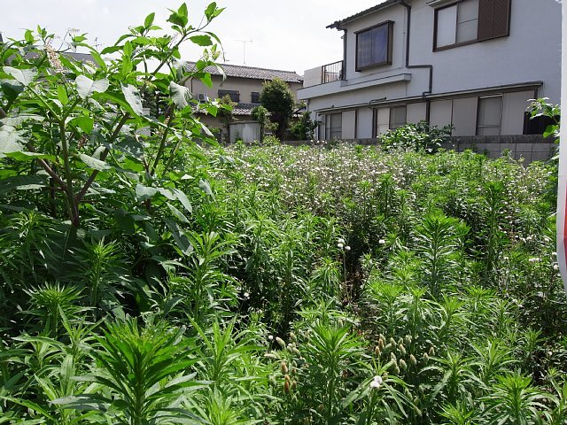 tokiwadai_02.jpg 155KB