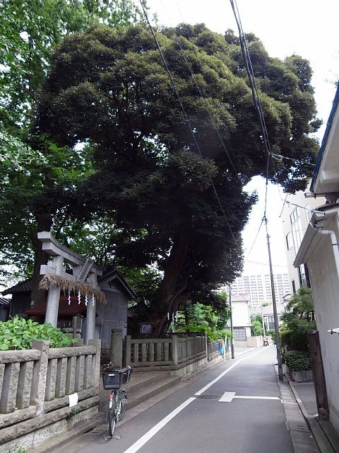 小豆沢神社のスダジイ（板橋区）