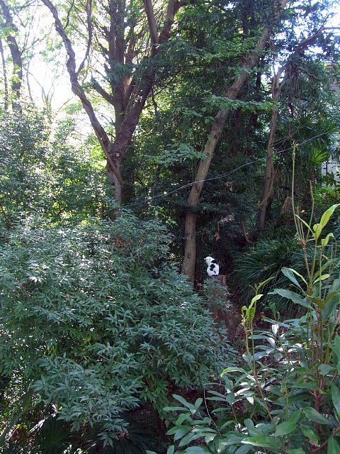 等々力渓谷 猫