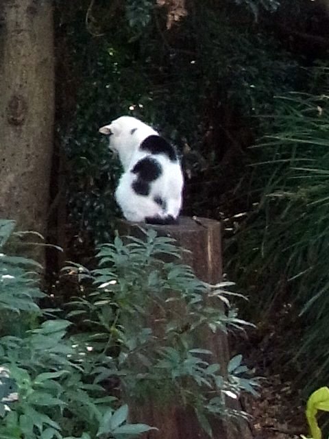等々力渓谷　猫