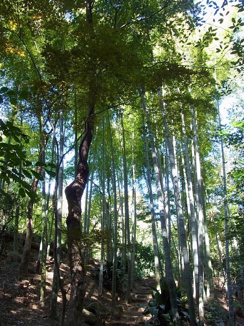 等々力渓谷　日本庭園　竹林