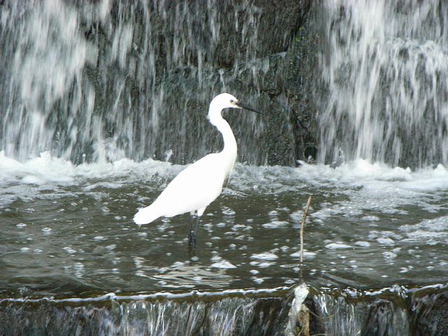 20070606_Shirasagi.jpg 89KB