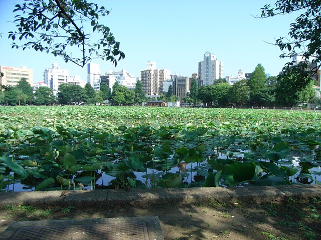 20070606_sinobazunoike_03.jpg 112KB