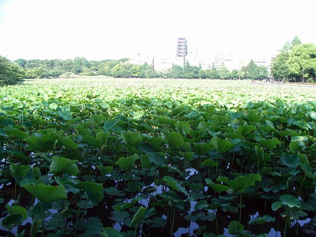 20070606_sinobazunoike_05.jpg 85KB
