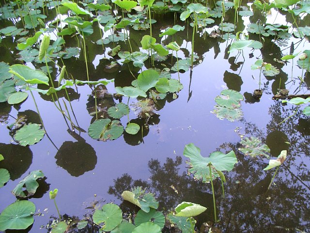 20070606_sinobazunoike_06.jpg 109KB