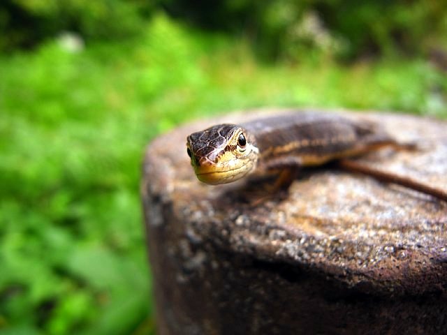 水生植物園のカナヘビ