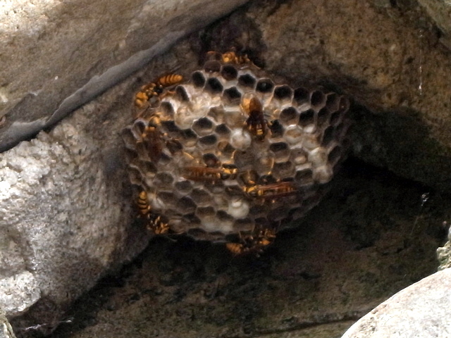 羽村取水堰（投渡堰）　ハチの巣