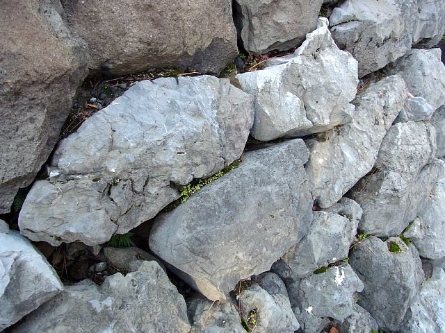 oogaki_castle_07.jpg 120KB