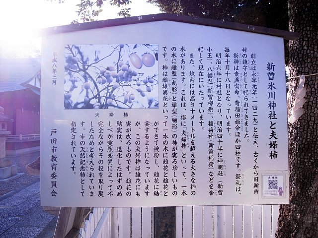 新曽氷川神社の夫婦柿（埼玉県戸田市）