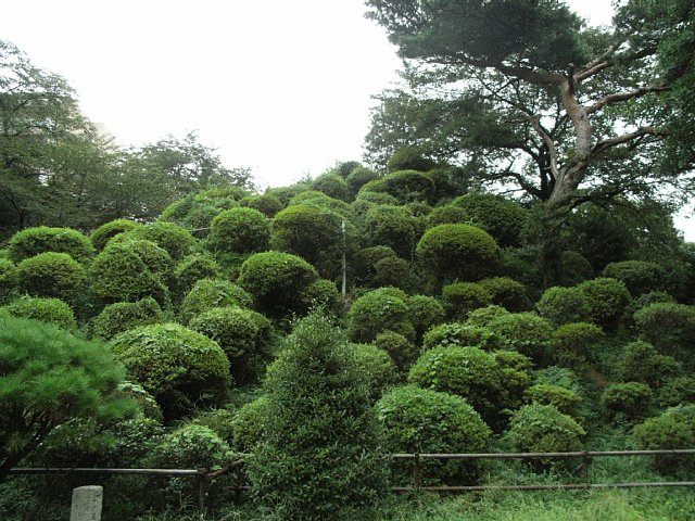 kumanojinja-06.jpg 107KB