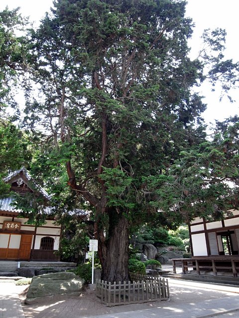 長徳寺のヒノキ