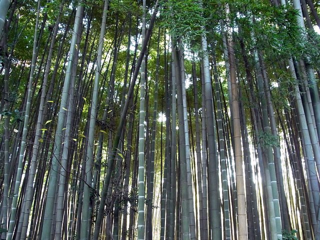 平林寺　睡足軒の森の隣りの竹林