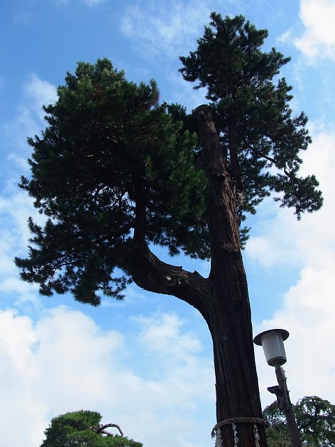 喜多院（埼玉県川越市）　御神木の槇