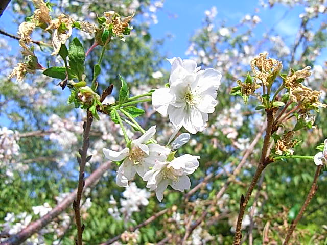  大阪城　狂い咲きの桜 