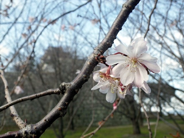  丸亀城　早咲きの桜 