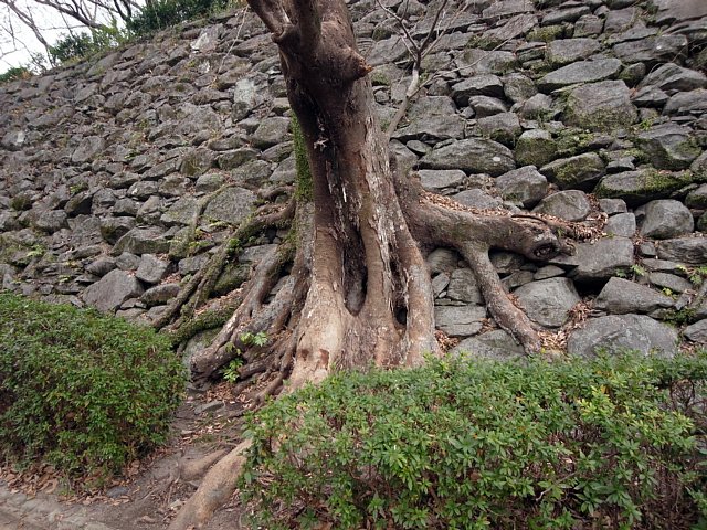 福岡城　多門櫓の下の石垣に生えた堂々たる樹木