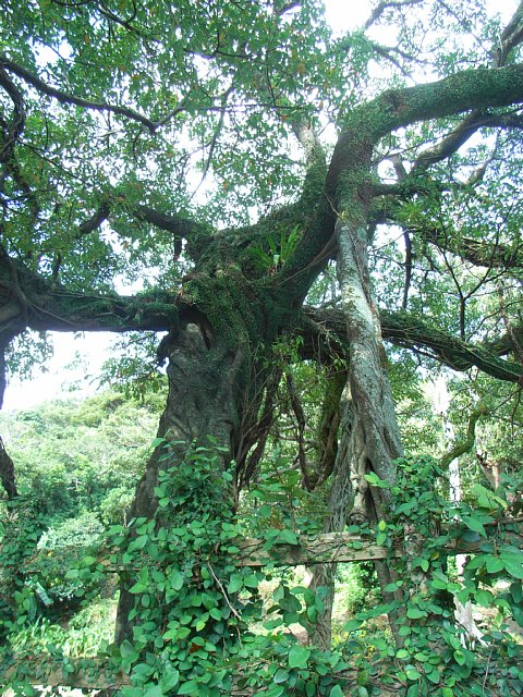 uchiumi-no-akoh_05.JPG 151KB