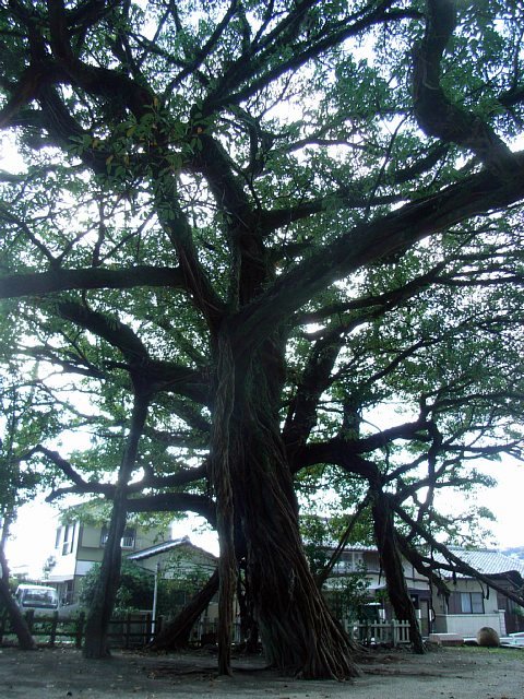 uchiumi-no-akoh_08.JPG 127KB