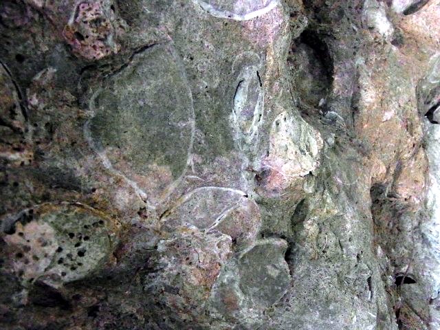  久家神社（宮崎県新富町）　二枚貝の化石礁 