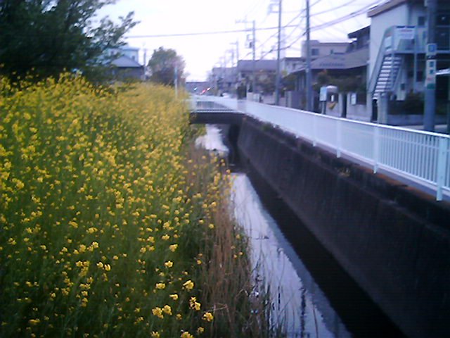 用水路と黄色い花