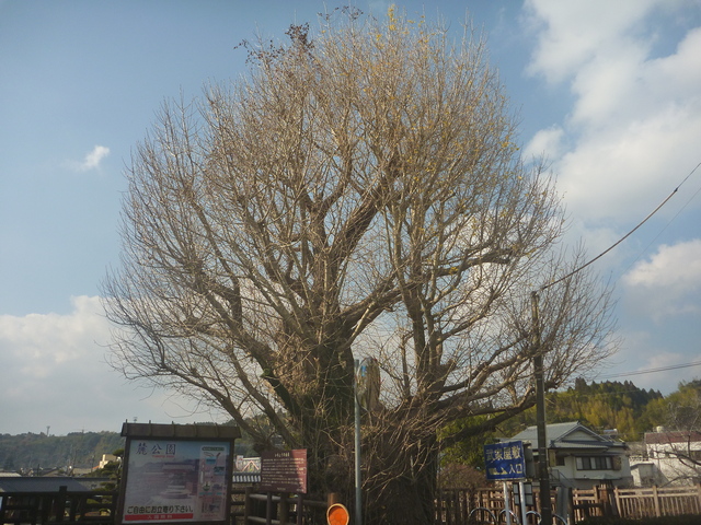 イチョウの巨樹