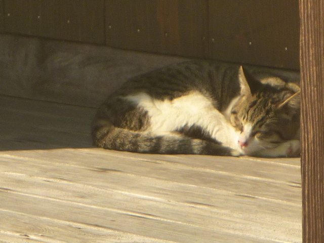 知覧麓の武家屋敷のネコ